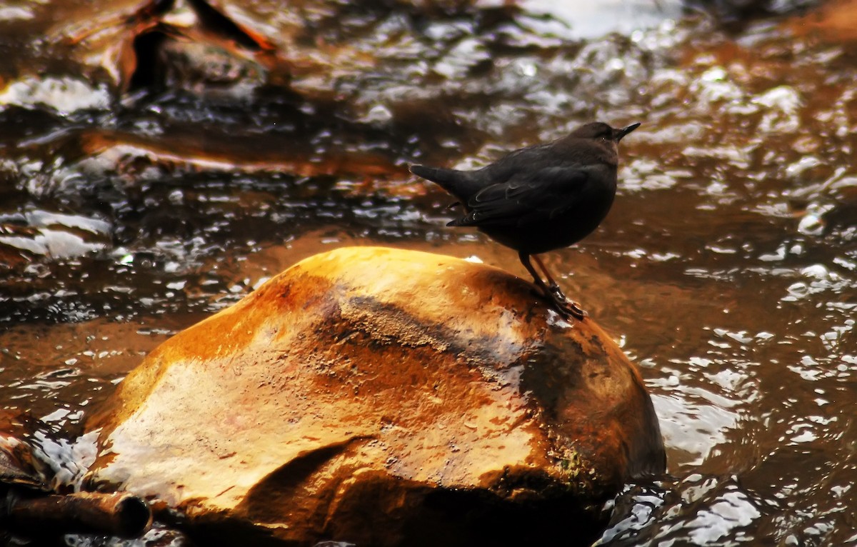 American Dipper - ML206156911