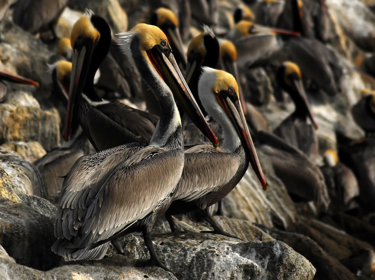 Brown Pelican - ML206156921