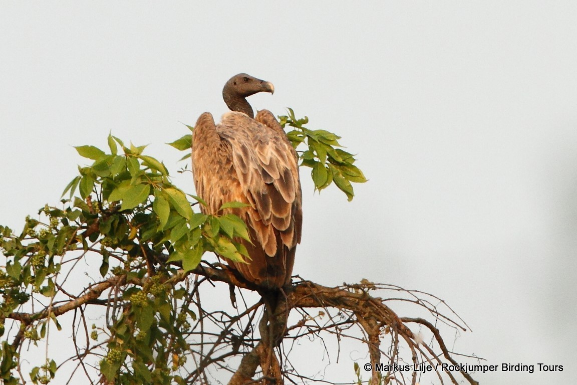 Slender-billed Vulture - Markus Lilje