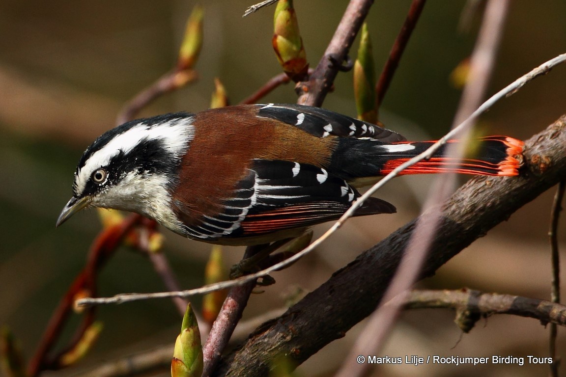 Red-tailed Minla - ML206157241