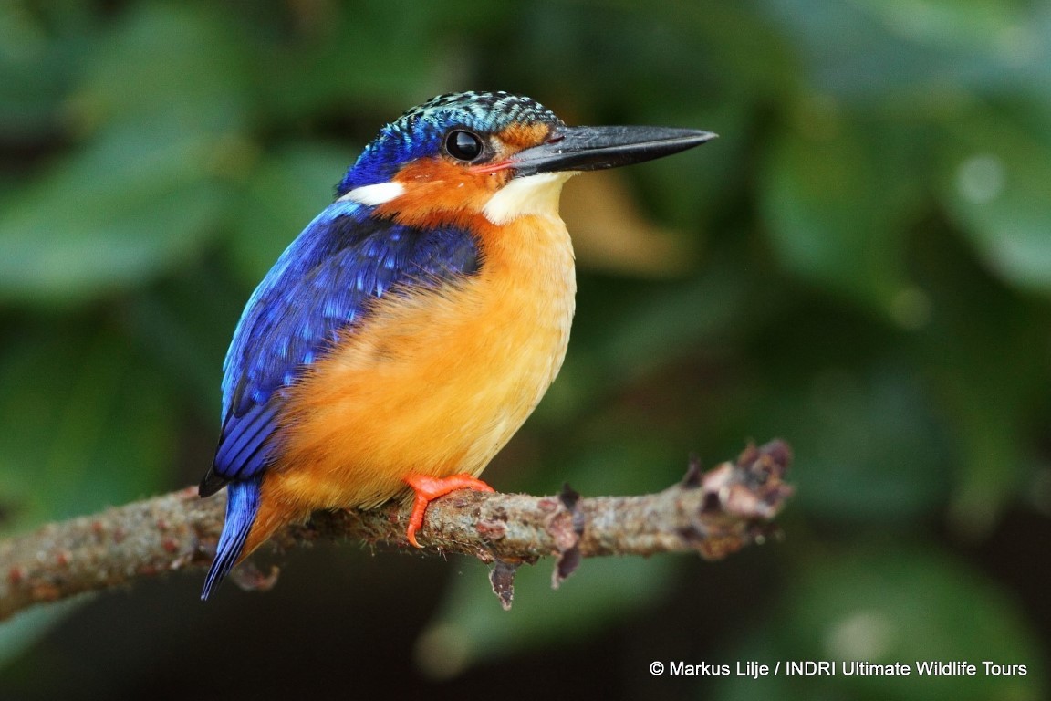 Malagasy Kingfisher - Markus Lilje