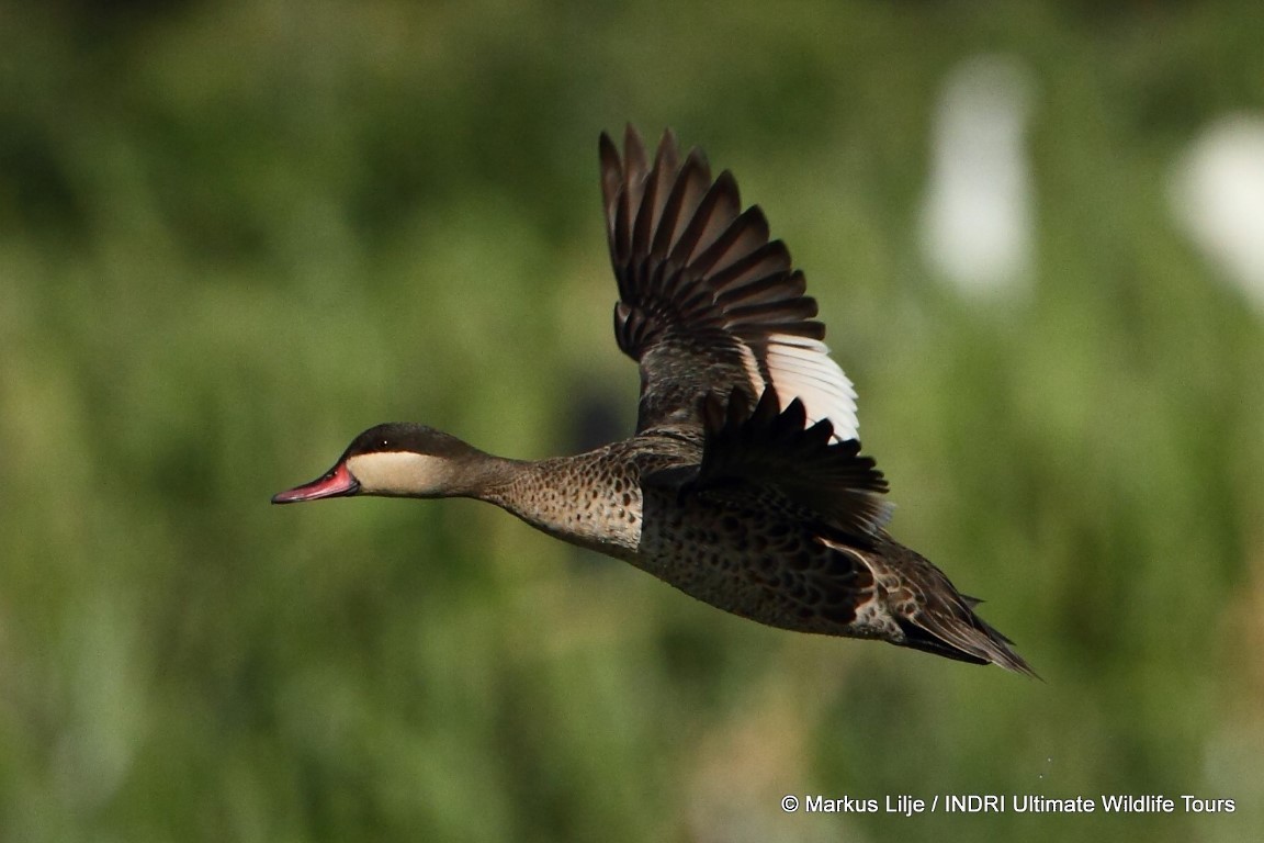 Red-billed Duck - ML206157331