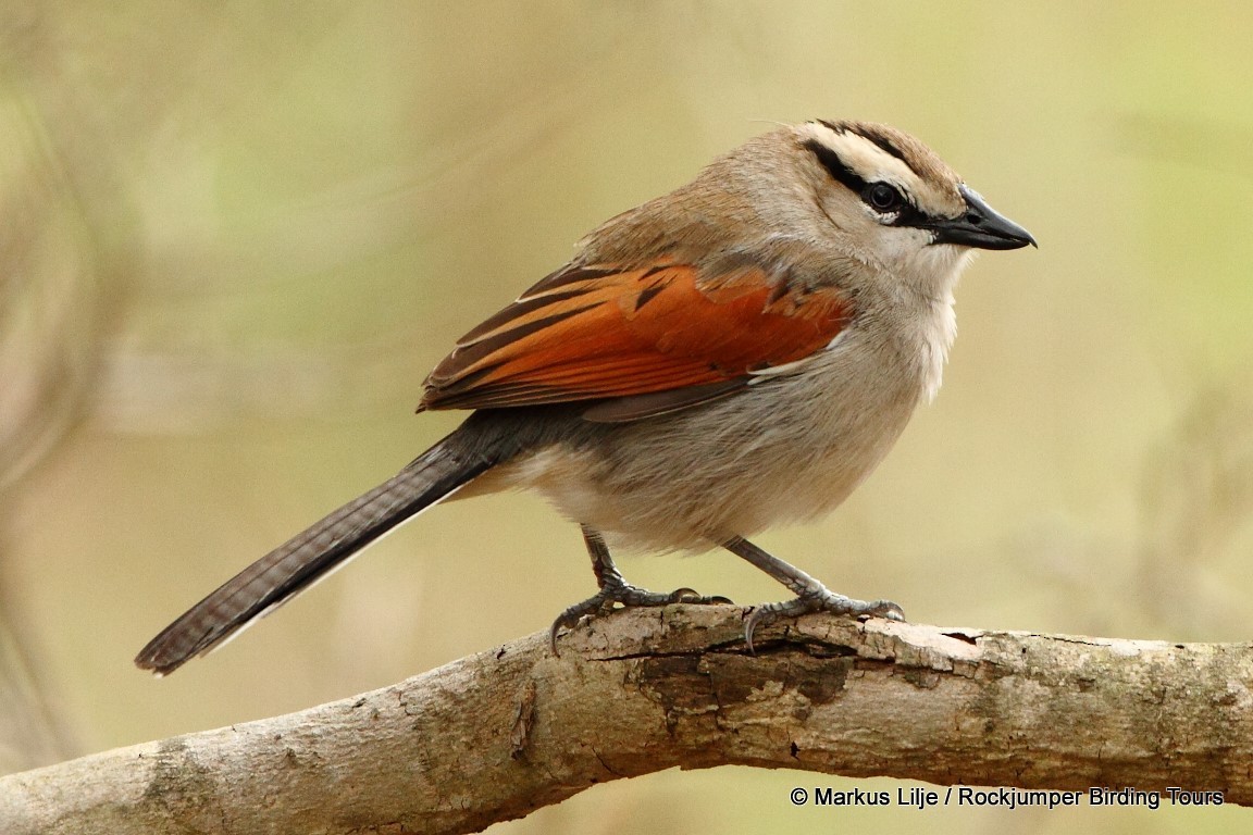 Brown-crowned Tchagra - ML206157501