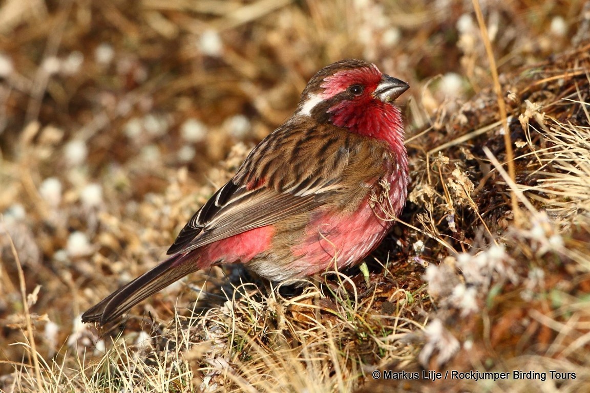 Himalayan White-browed Rosefinch - ML206157561