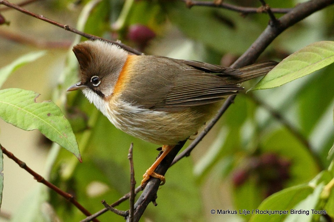 Yuhina à cou roux - ML206157641