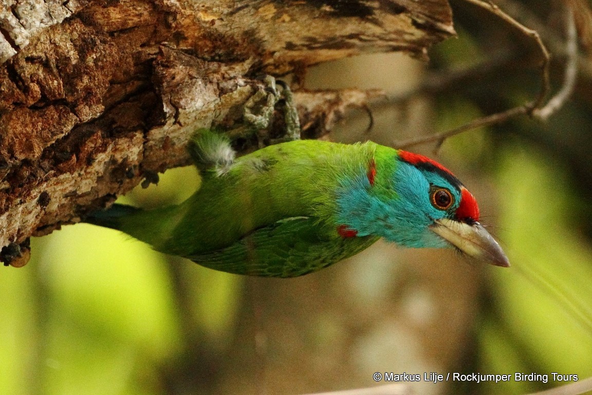 Blue-throated Barbet - ML206157741