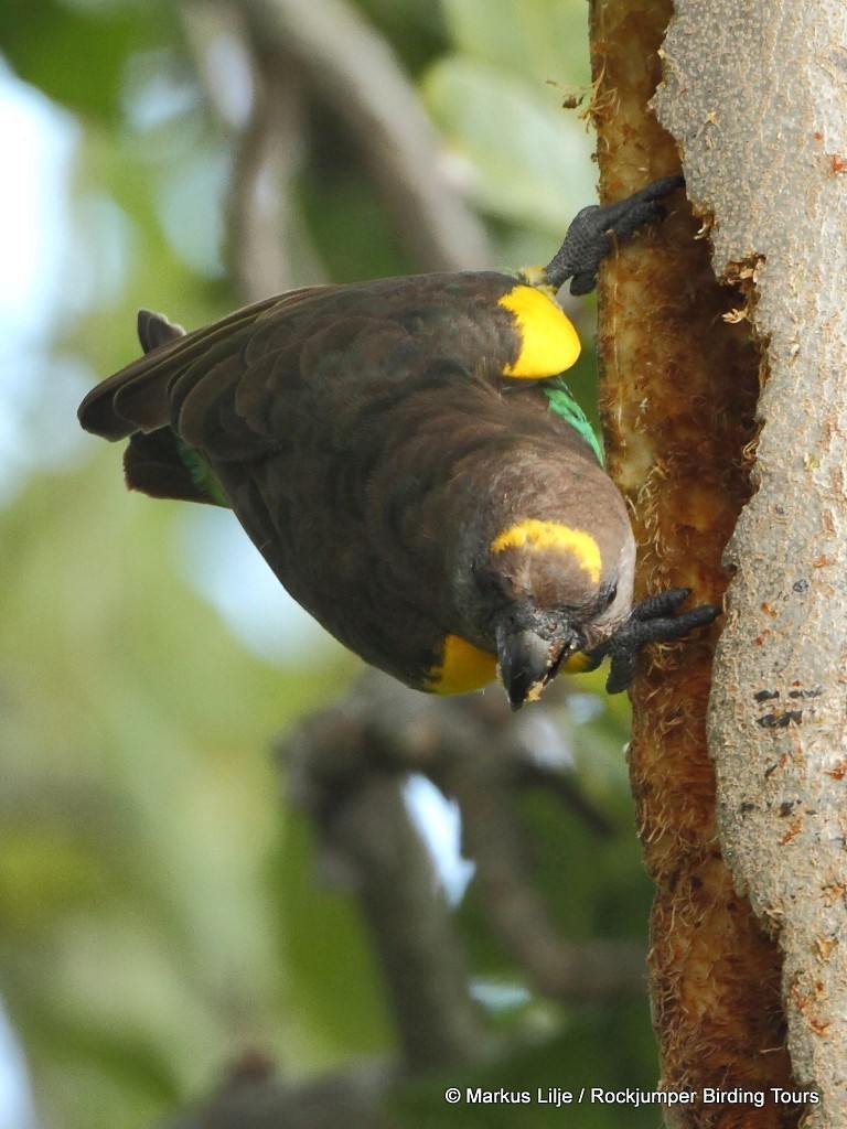 Meyer's Parrot - ML206157801