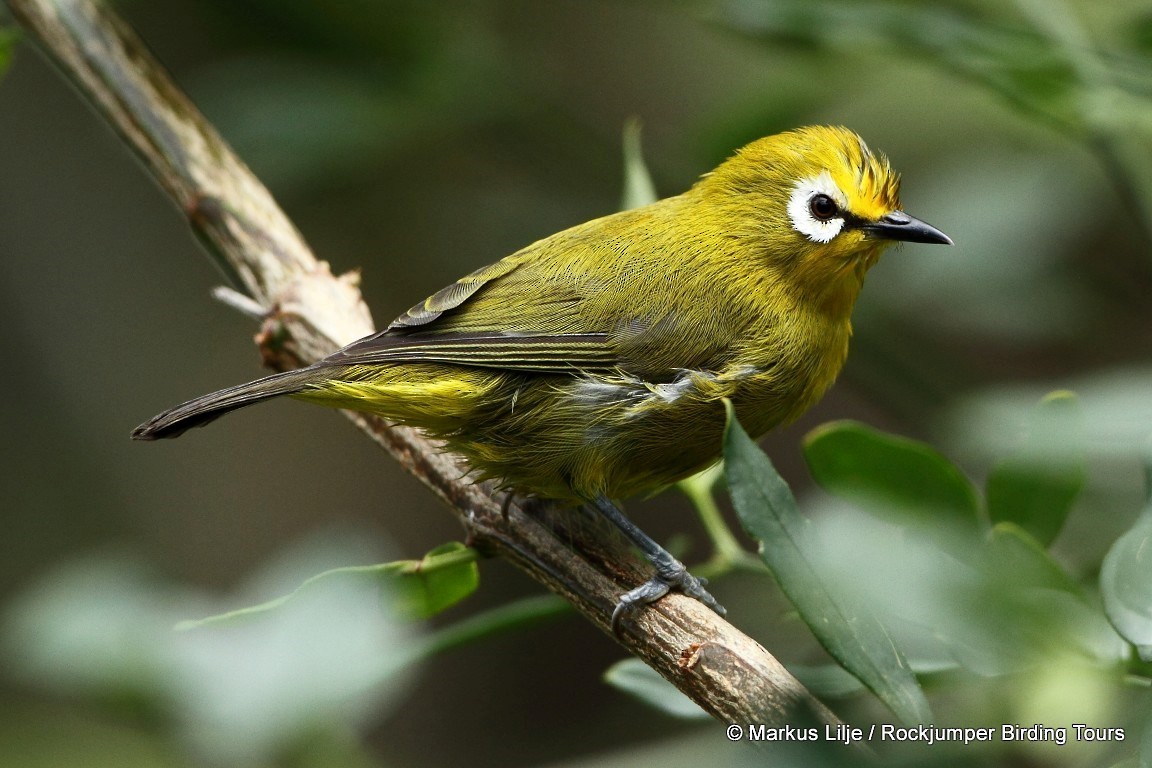 Mbulu White-eye - Markus Lilje
