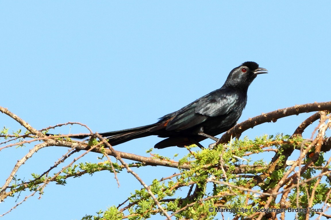 Bristle-crowned Starling - ML206157921