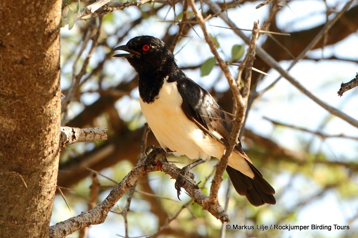 Magpie Starling - Markus Lilje