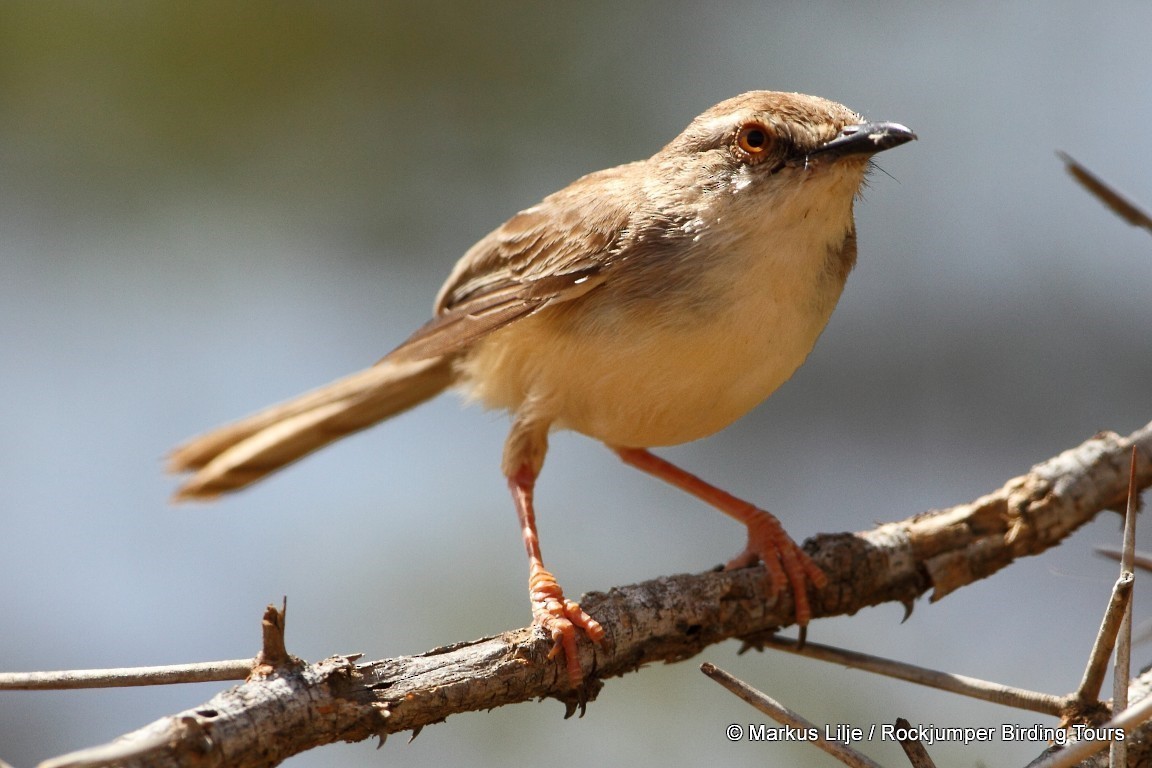 Pale Prinia - Markus Lilje