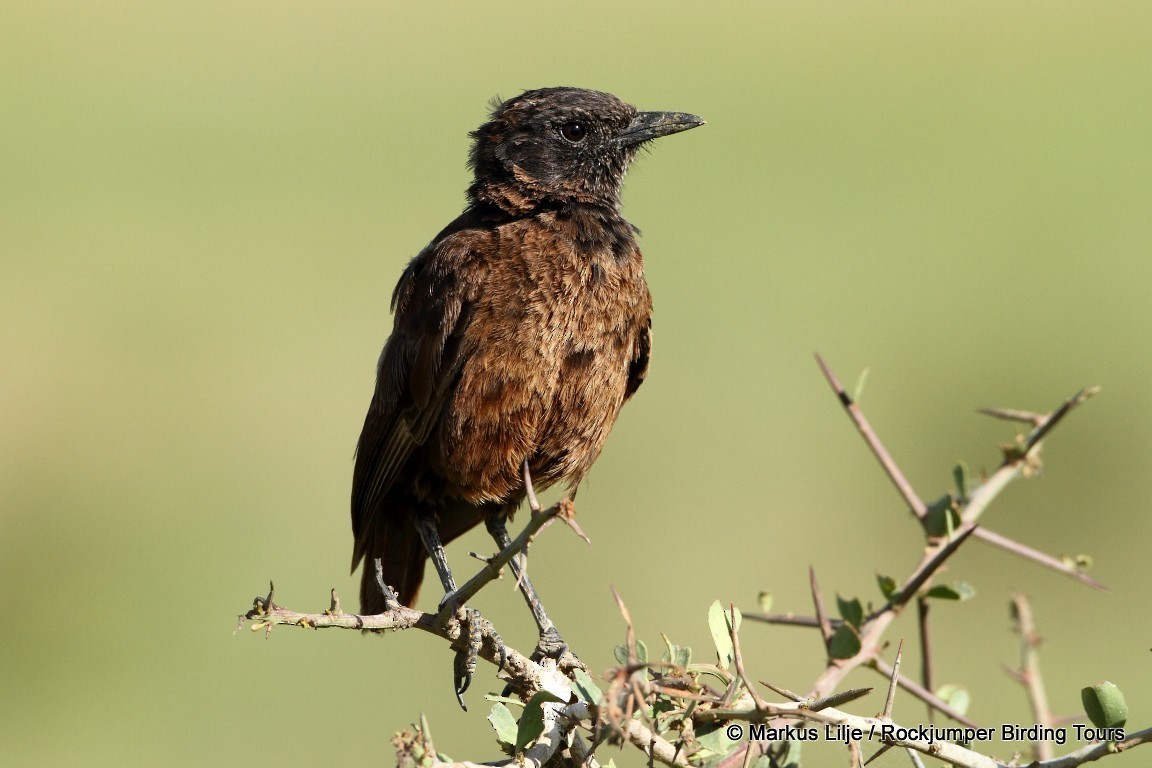 Northern Anteater-Chat - ML206157981