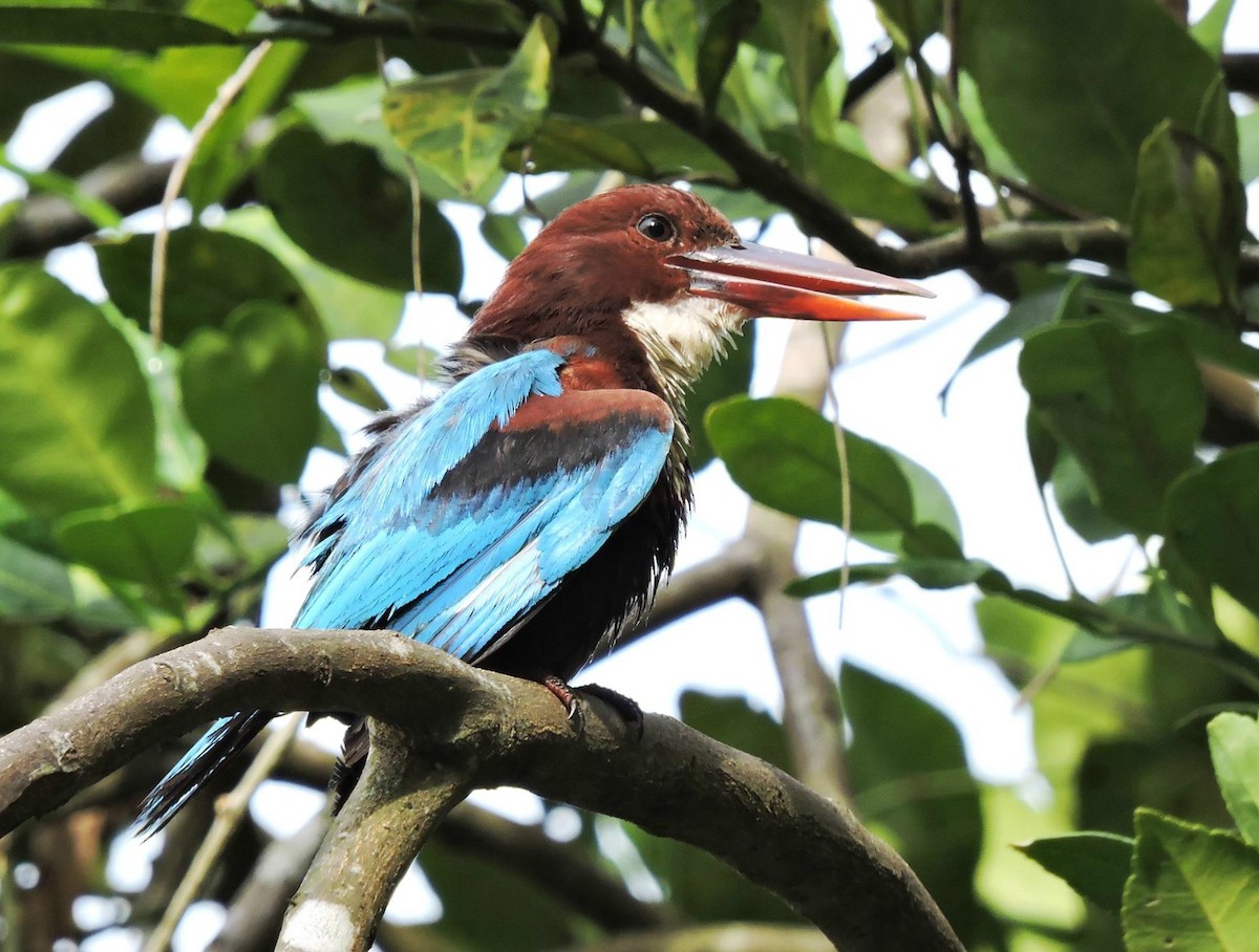 White-throated Kingfisher - ML206158121