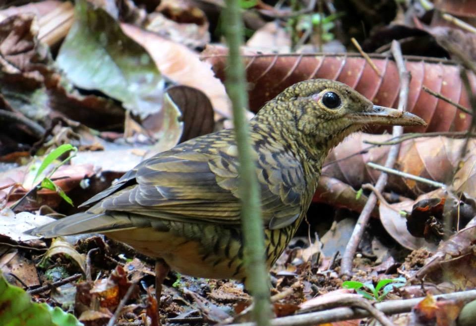 Sri Lanka Thrush - Nimali Digo & Thilanka Edirisinghe