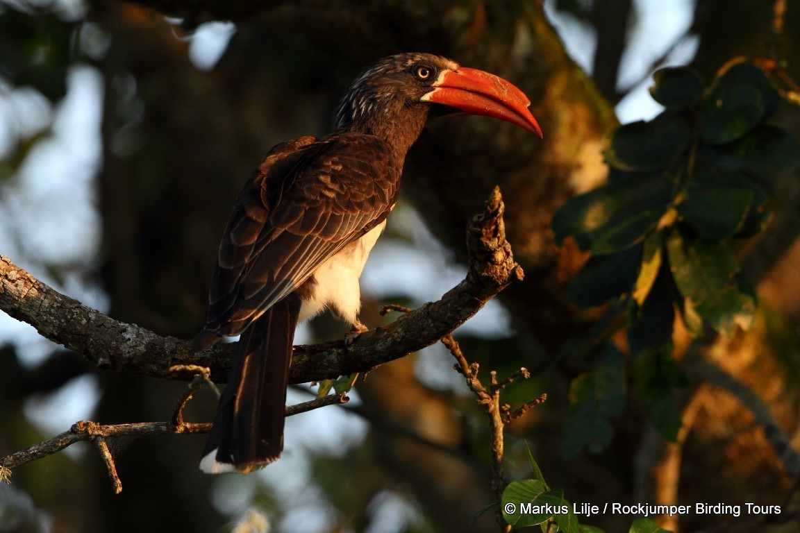 Crowned Hornbill - ML206159131