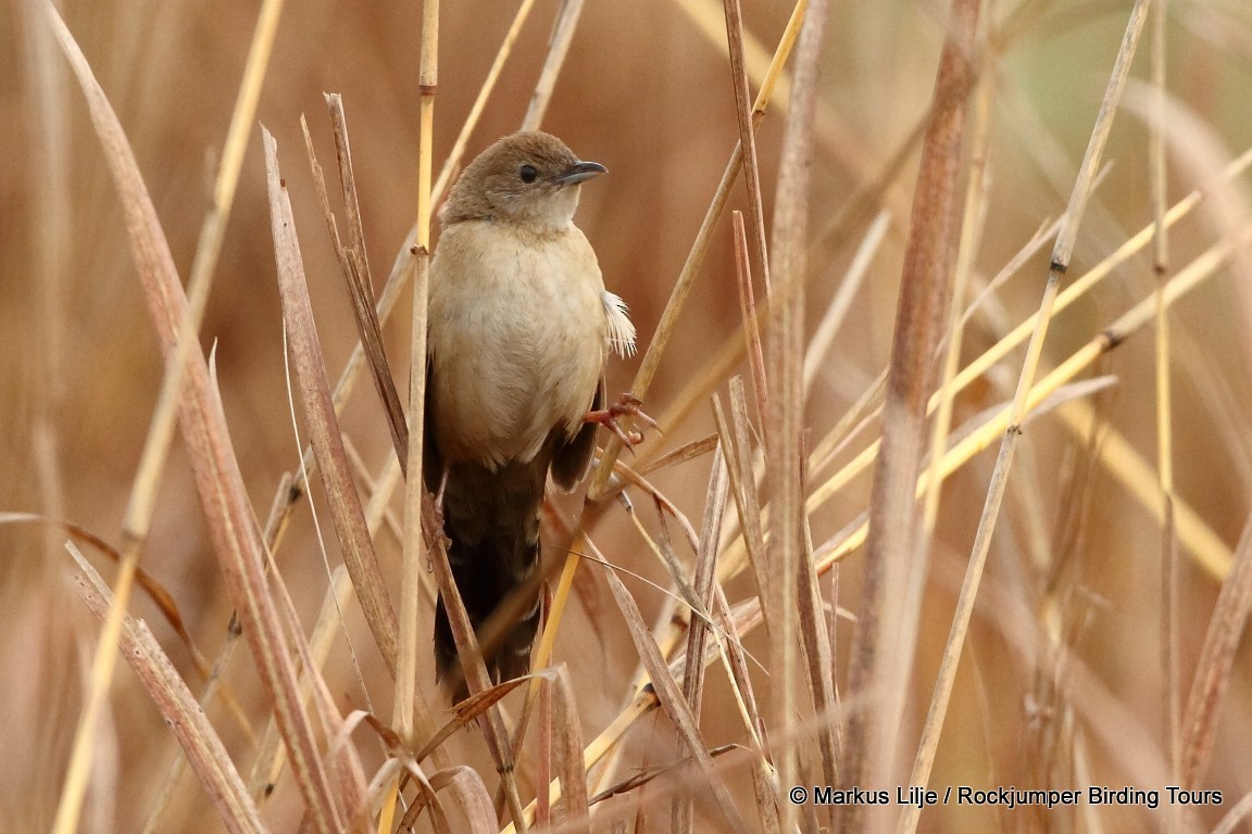 Fan-tailed Grassbird - Markus Lilje