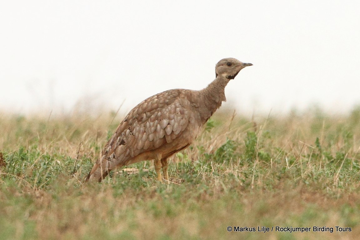 Karoo Bustard - Markus Lilje