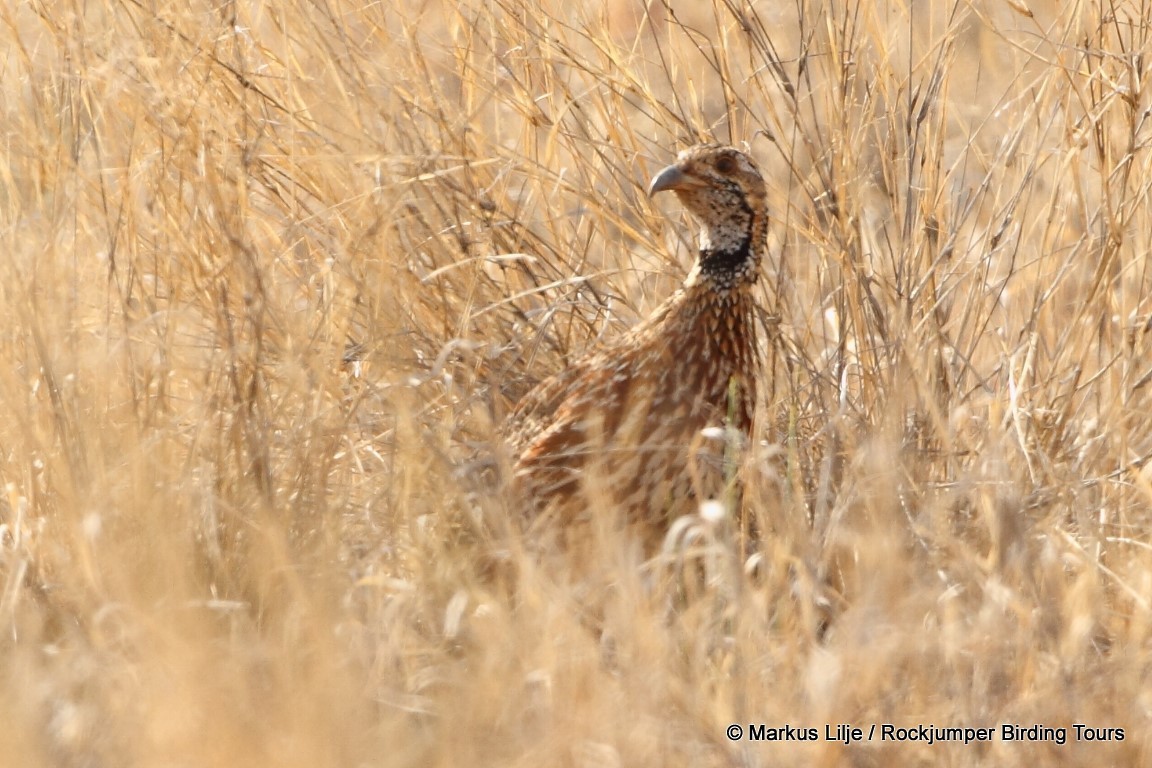 Orange River Francolin - ML206159511