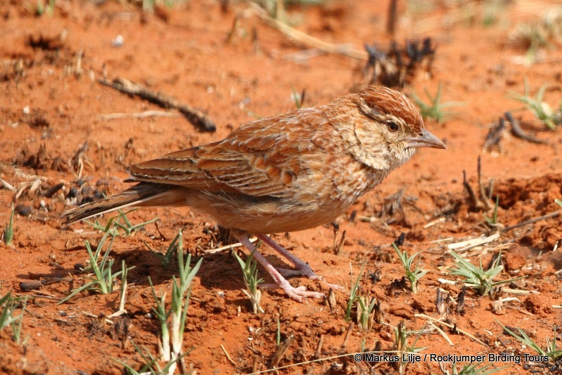 Eastern Clapper Lark - ML206159521