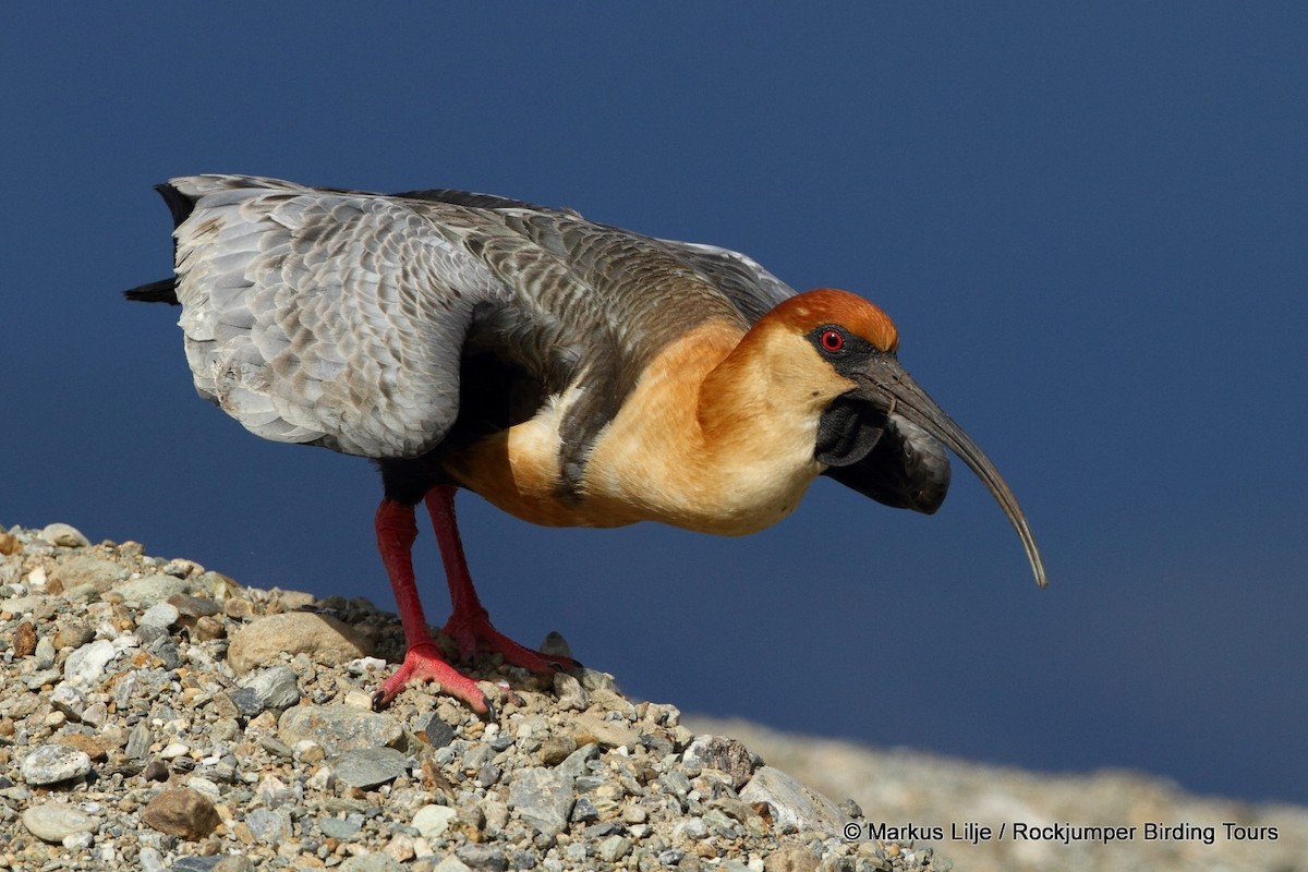 Black-faced Ibis - ML206159591