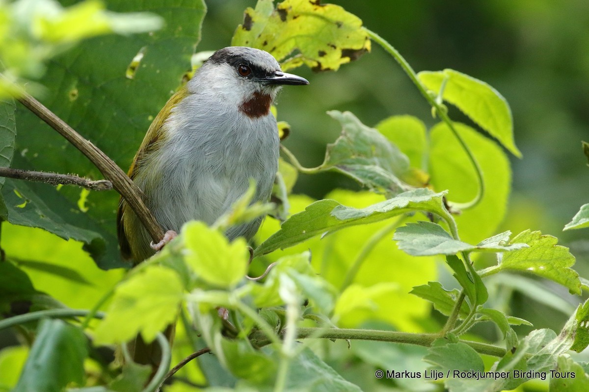 Gray-capped Warbler - Markus Lilje