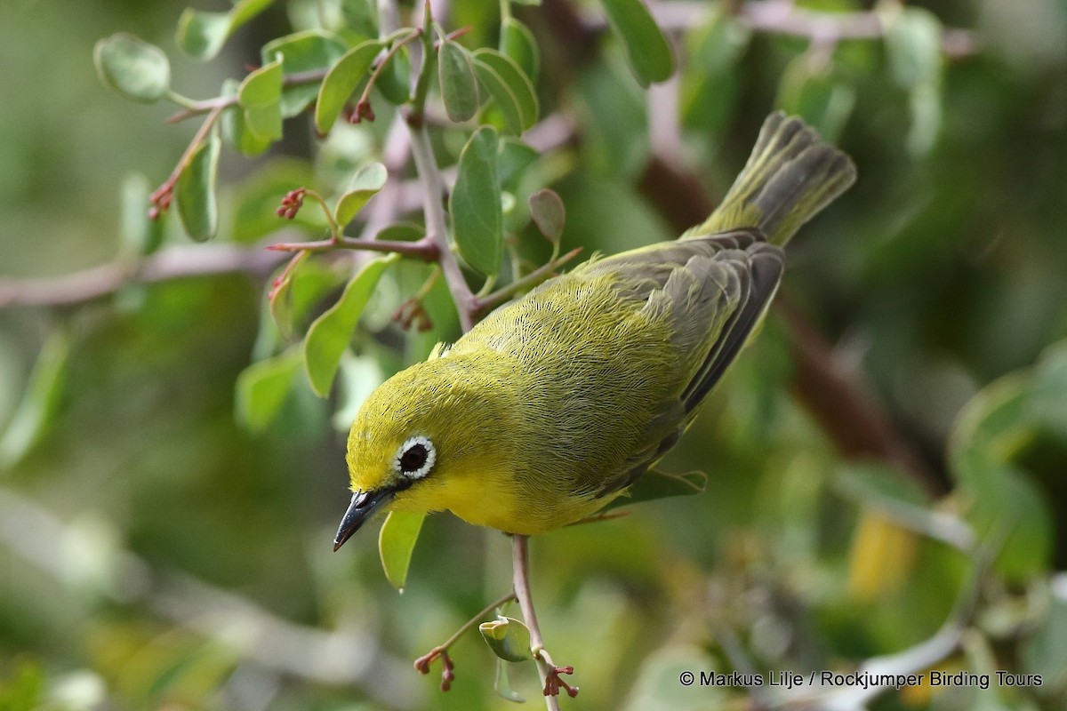 Pale White-eye - ML206159701