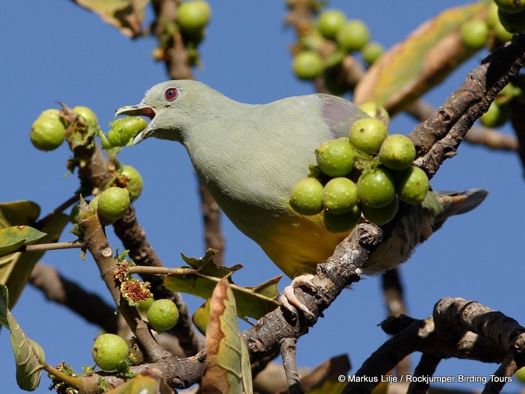 Bruce's Green-Pigeon - ML206159731