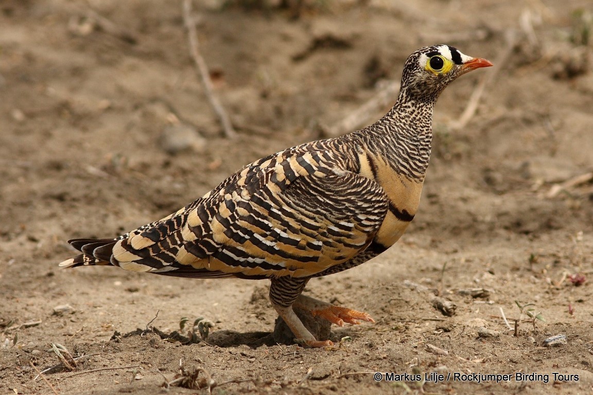 Lichtenstein's Sandgrouse - ML206159891