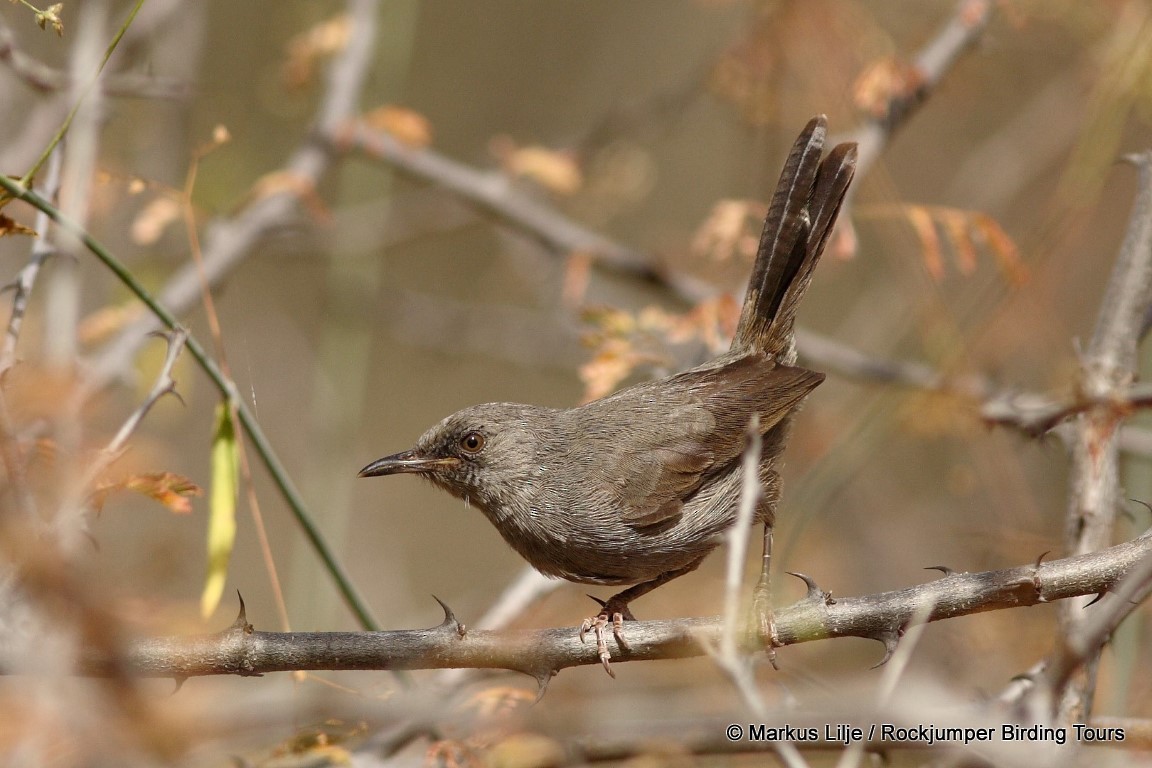 Camaróptera Sencilla - ML206160051