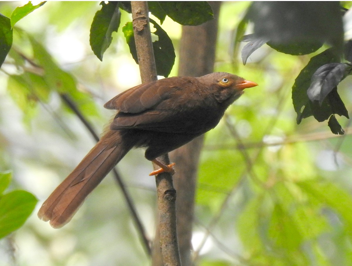 Orange-billed Babbler - ML206160371