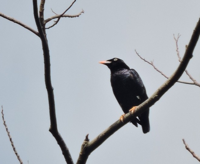 Sri Lanka Myna - ML206160381