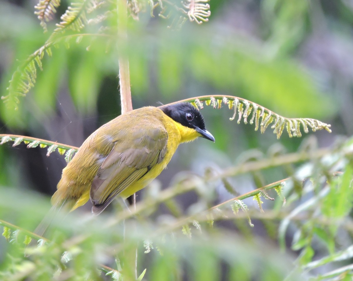 Black-capped Bulbul - ML206160391