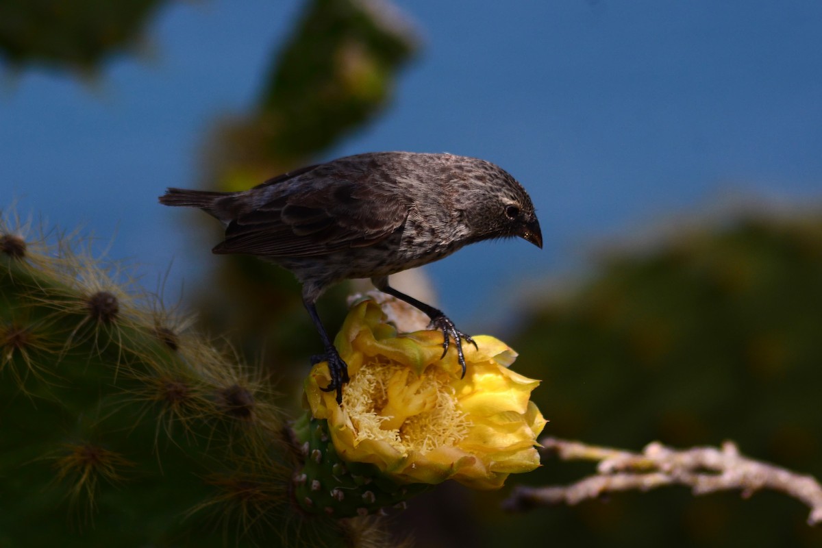 Common Cactus-Finch - ML206160851