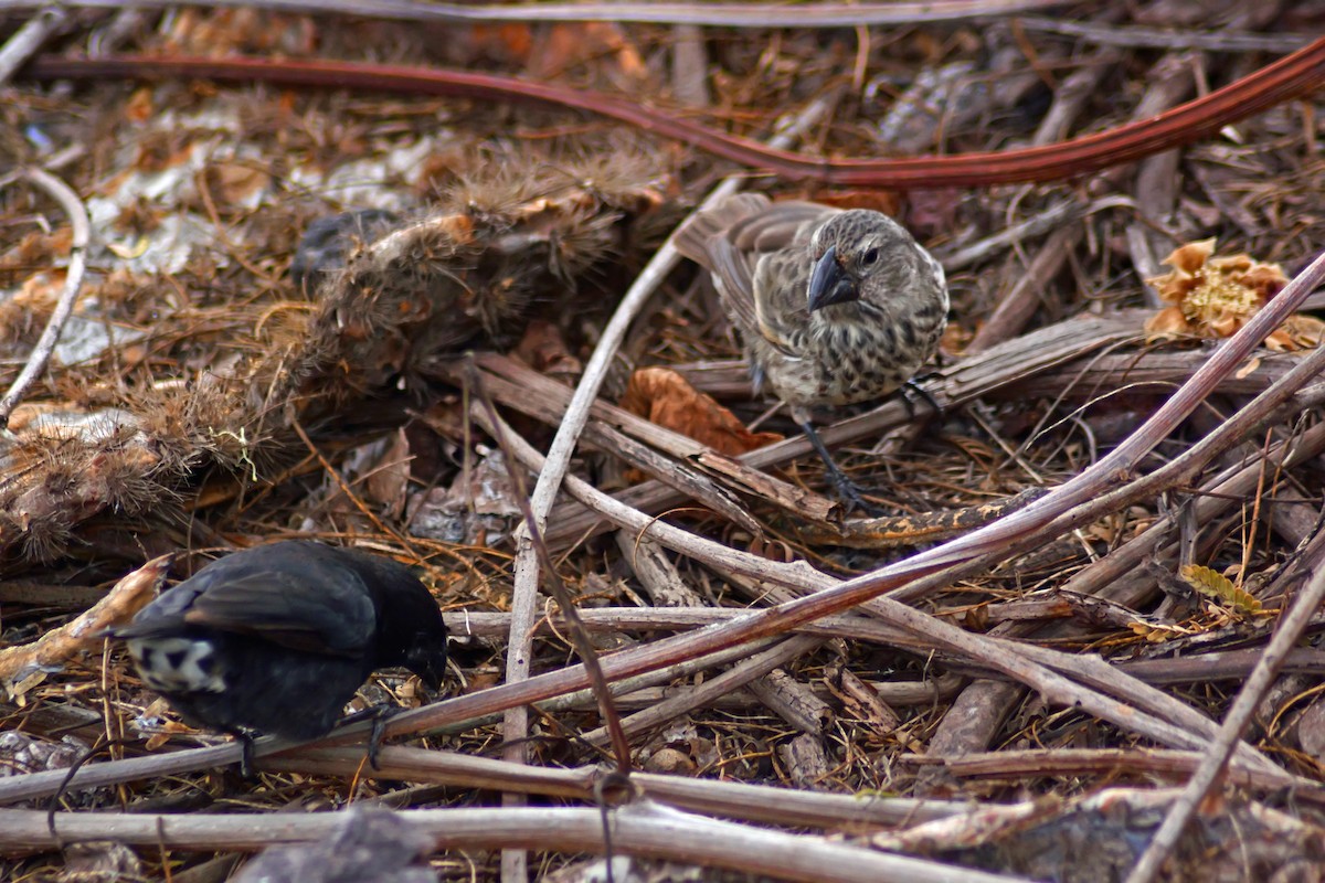 Large Ground-Finch - ML206161061