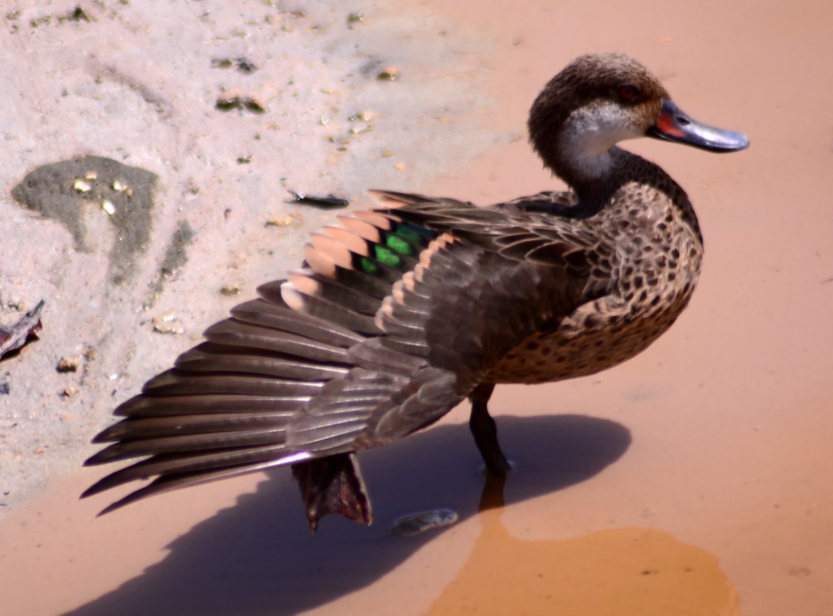 White-cheeked Pintail (Galapagos) - ML206161081