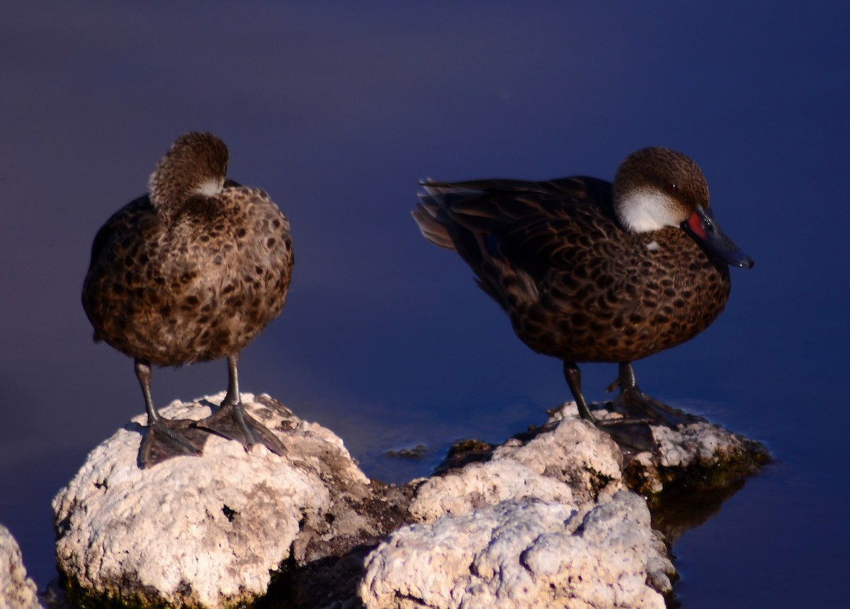 White-cheeked Pintail (Galapagos) - ML206161091