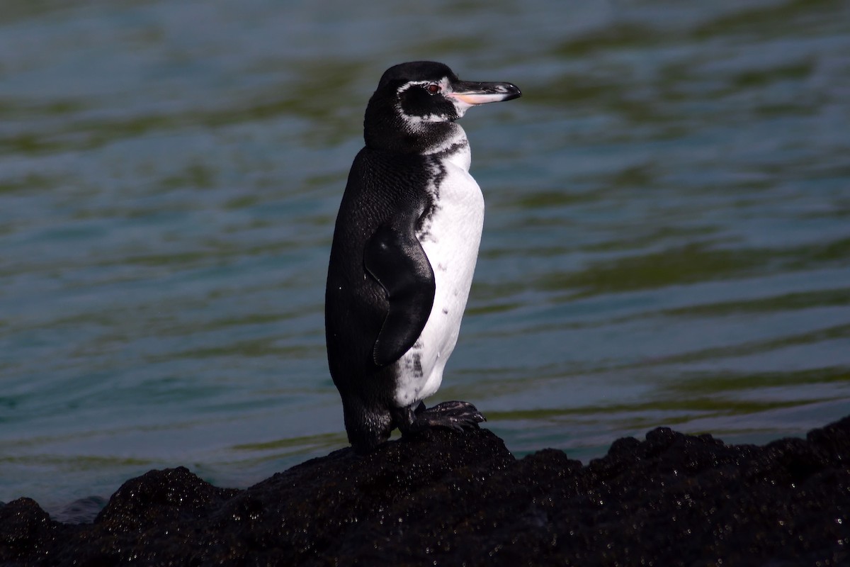 Galapagos Penguin - ML206161201