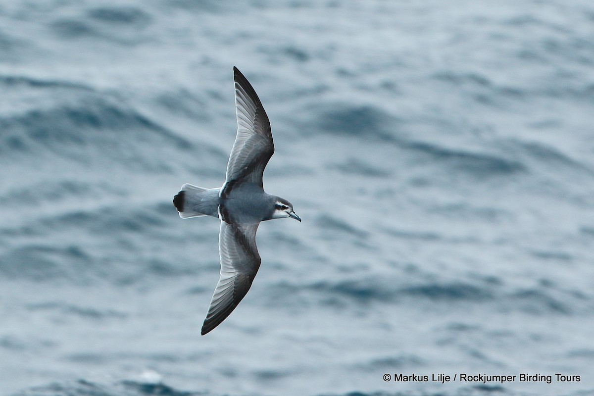 Antarctic Prion - ML206161431