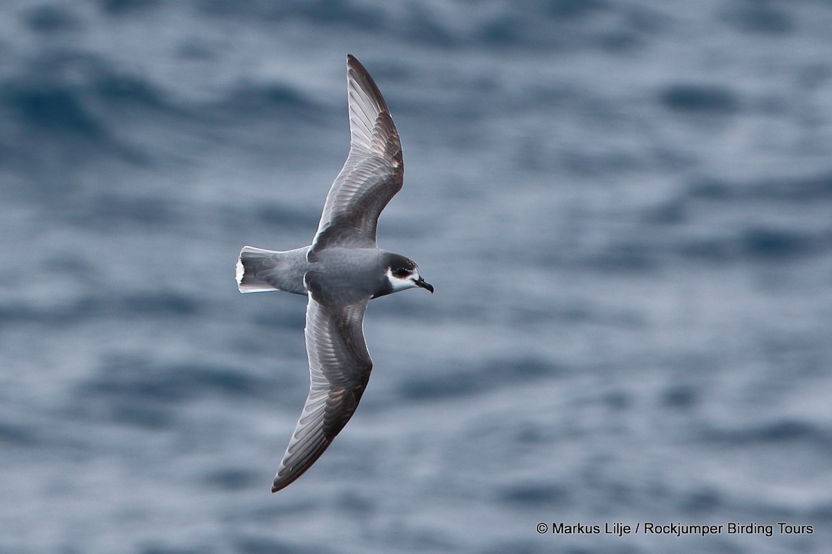 Blue Petrel - ML206161441