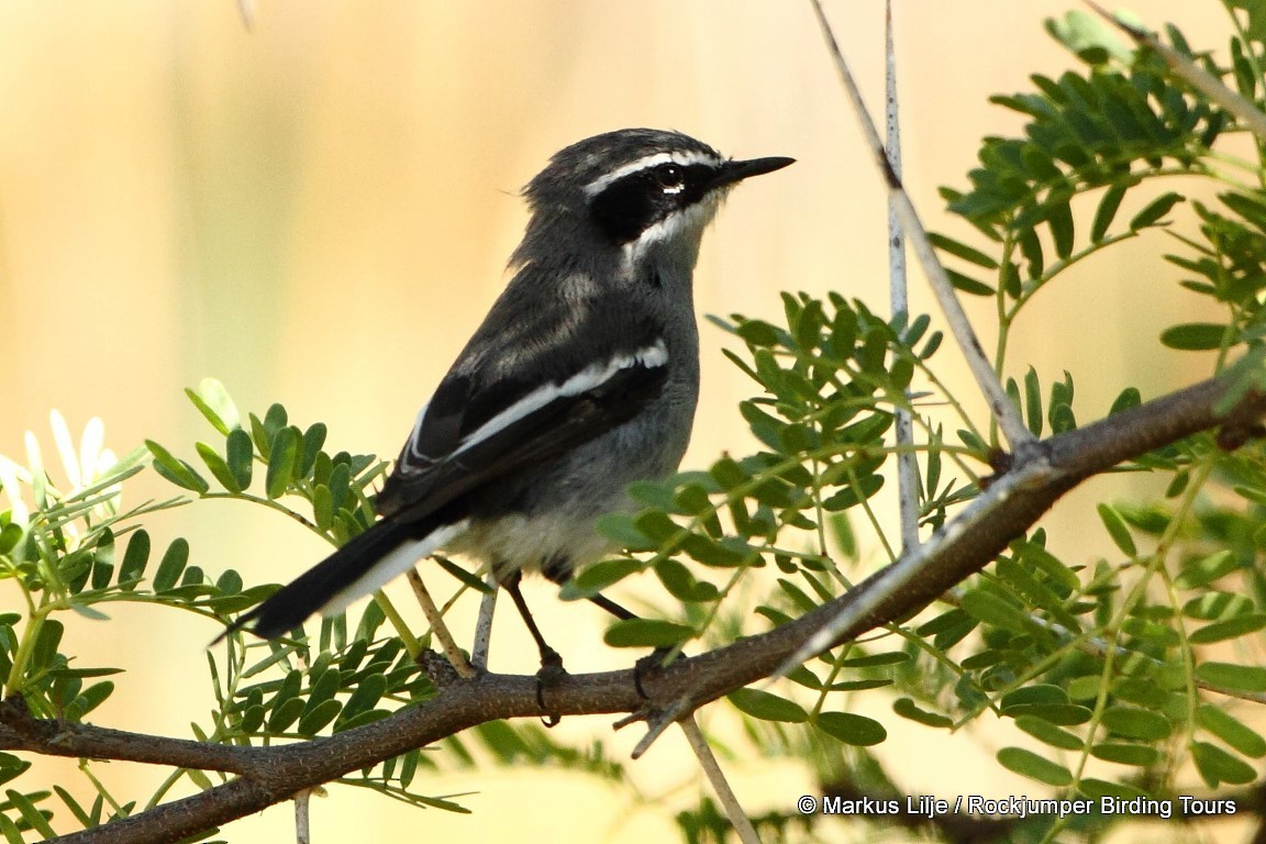 Fairy Flycatcher - Markus Lilje