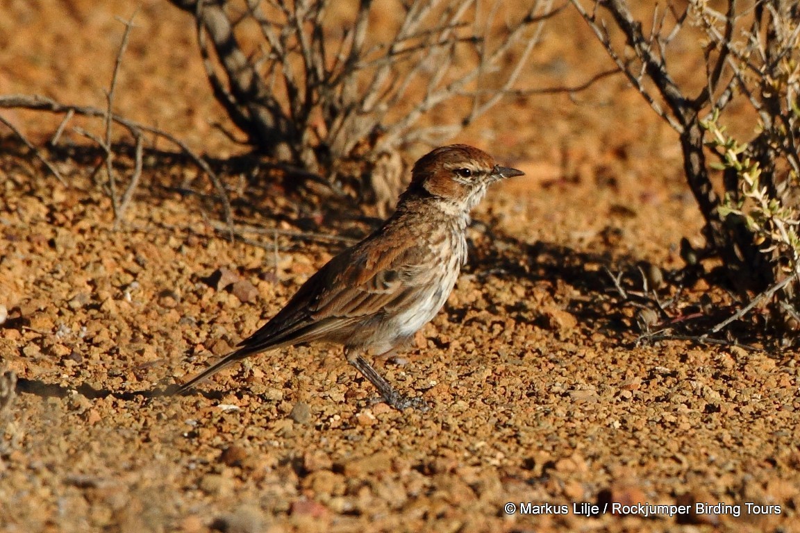 Alouette du Karoo - ML206161541