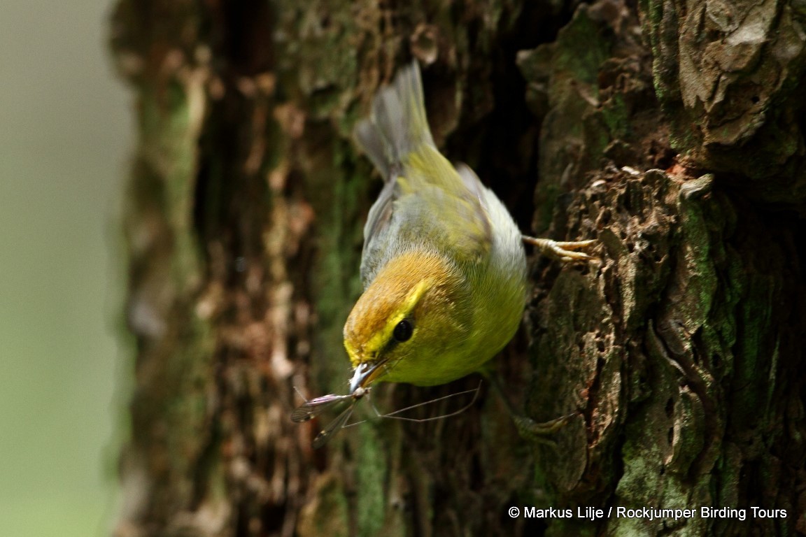Yellow-throated Woodland-Warbler - Markus Lilje
