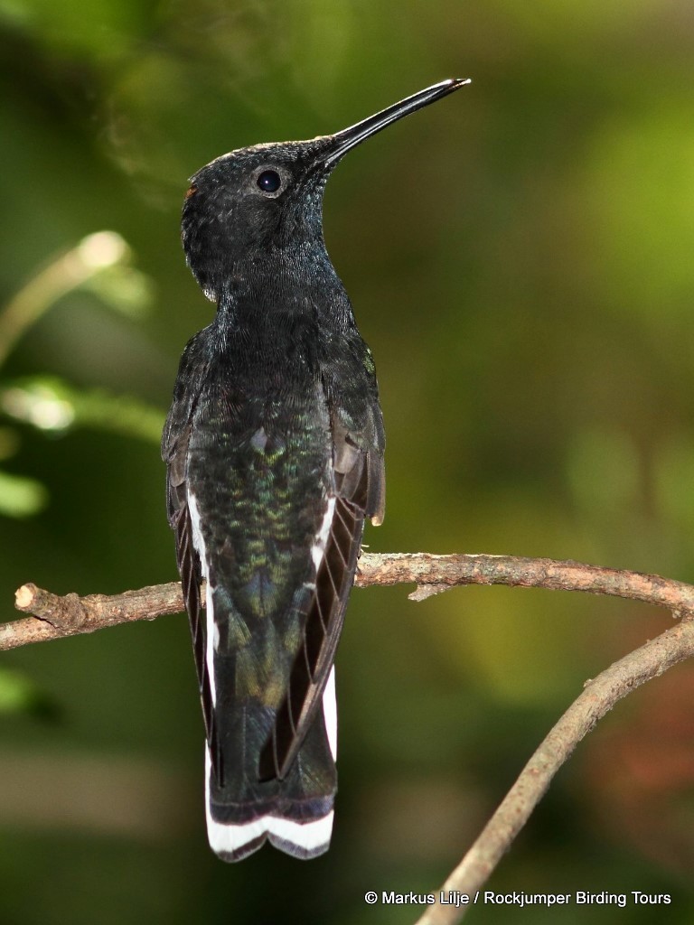 kolibřík černobílý - ML206161741