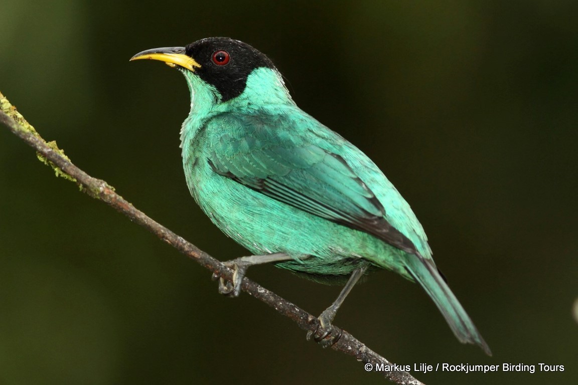 Green Honeycreeper - Markus Lilje