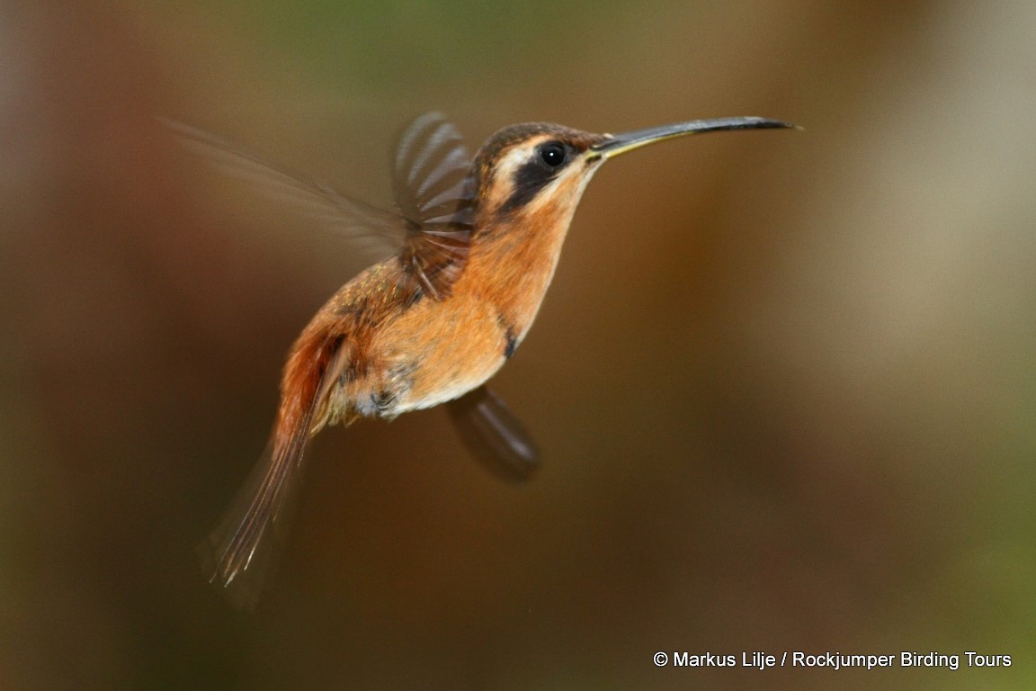 Reddish Hermit - ML206161771