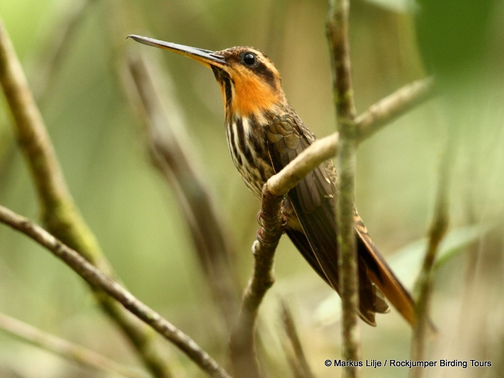 Saw-billed Hermit - ML206161791