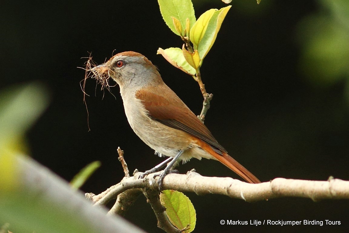 Rufous-tailed Palm-Thrush - ML206162031