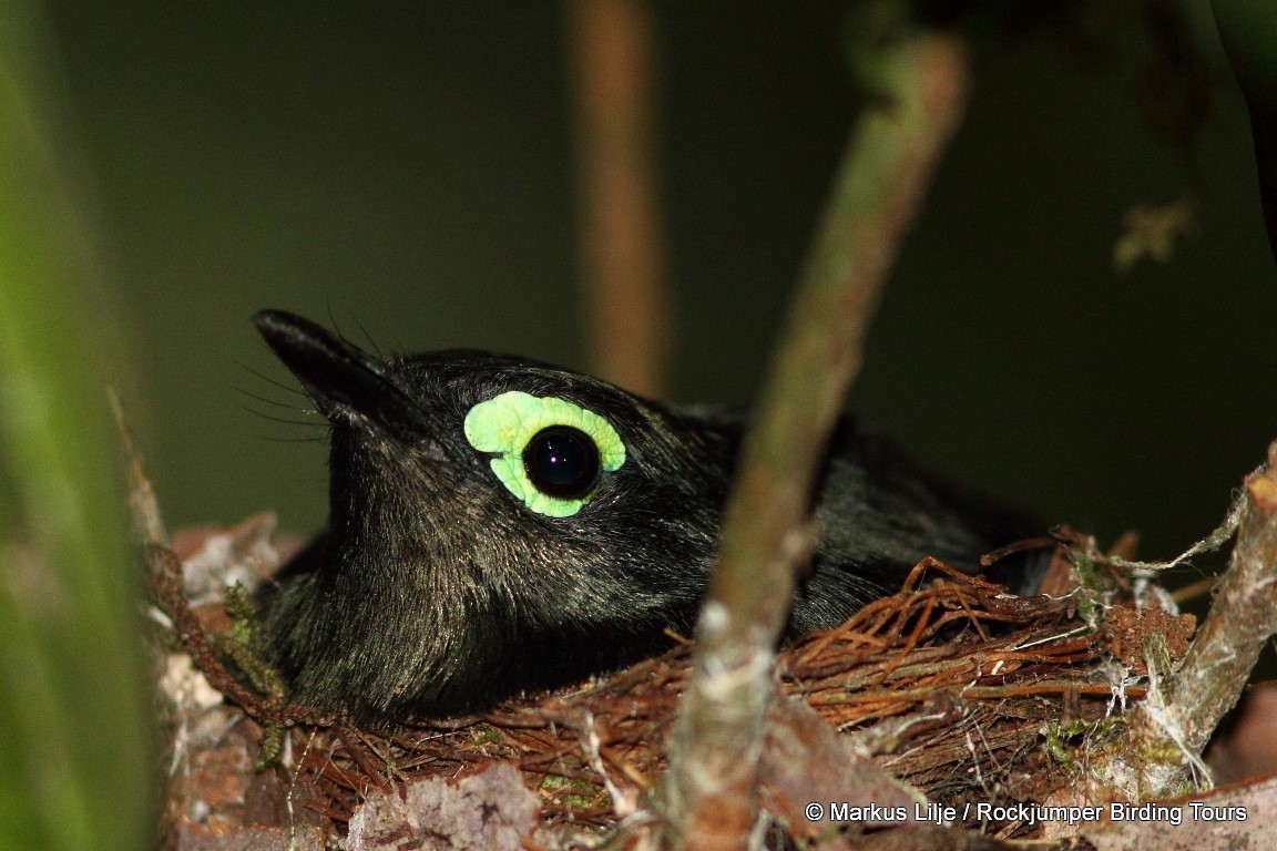 Black-necked Wattle-eye - ML206162071