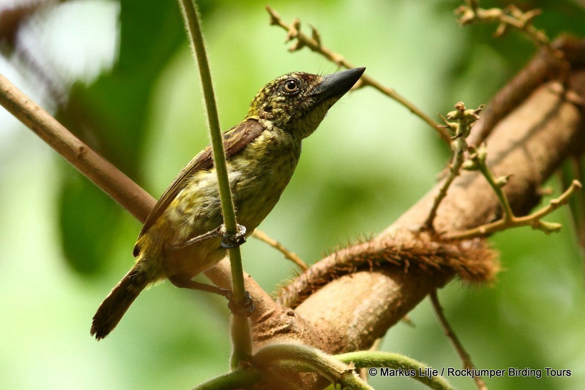 Speckled Tinkerbird - ML206162101