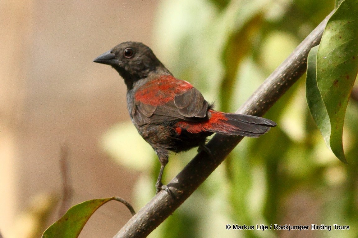 Dybowski's Twinspot - Markus Lilje